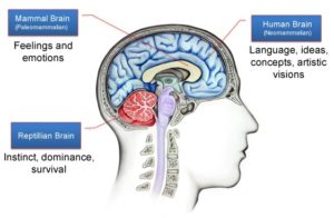 TriuneBrain