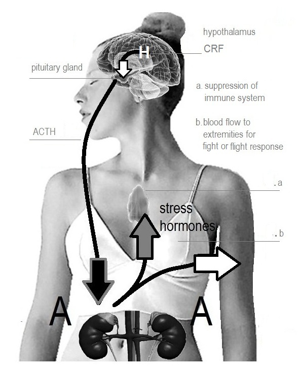 insert image 0.2 jpg Photo of hormone chain reaction